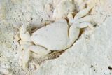 Fossil Crab (Potamon) Preserved in Travertine - Turkey #145054-4